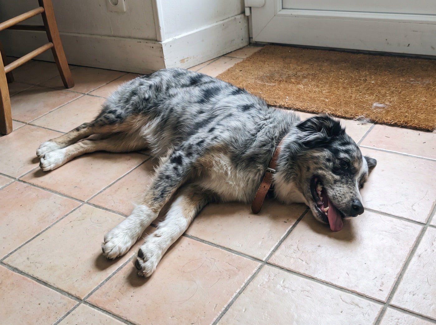 Un berger australien couché sur le carrelage, gueule ouverte, en train de haleter