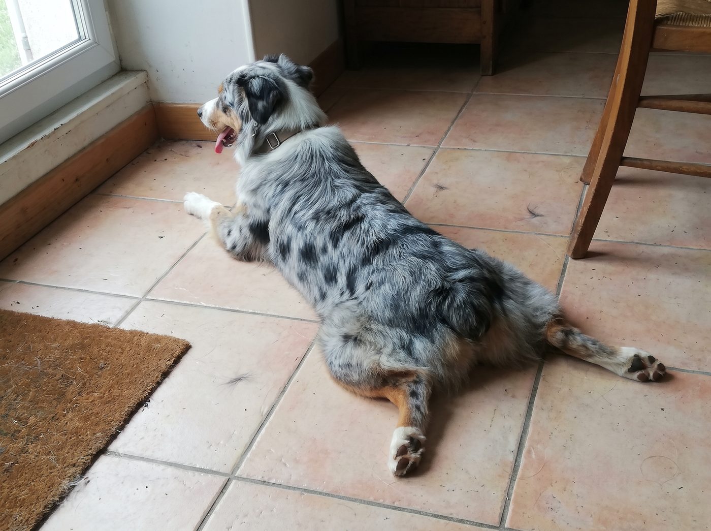 Un berger australien à plat ventre sur le carrelage, vu de derrière, les pattes arrière écartées