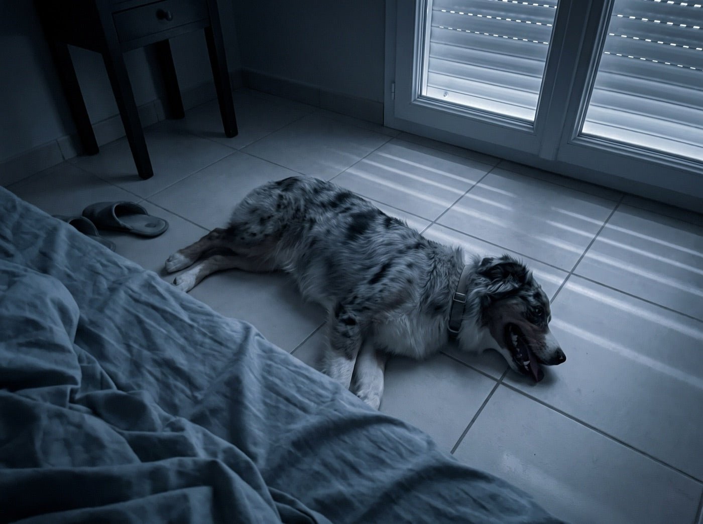 La nuit, un berger australien couché sur le carrelage nu près du lit, en train de haleter