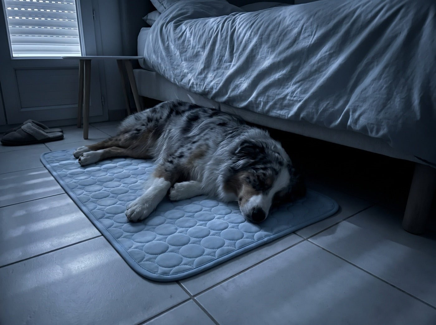 La même chambre la nuit, le chien dort sur le tapis rafraîchissant, gueule fermée