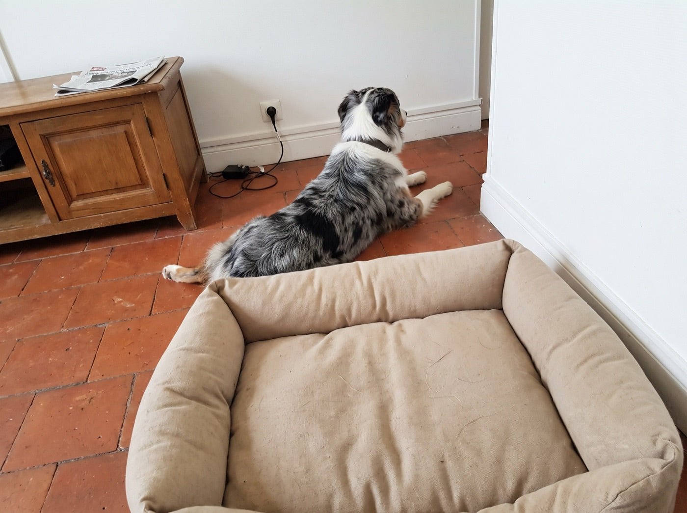 Un panier pour chien vide au premier plan, le chien couché sur le carrelage derrière