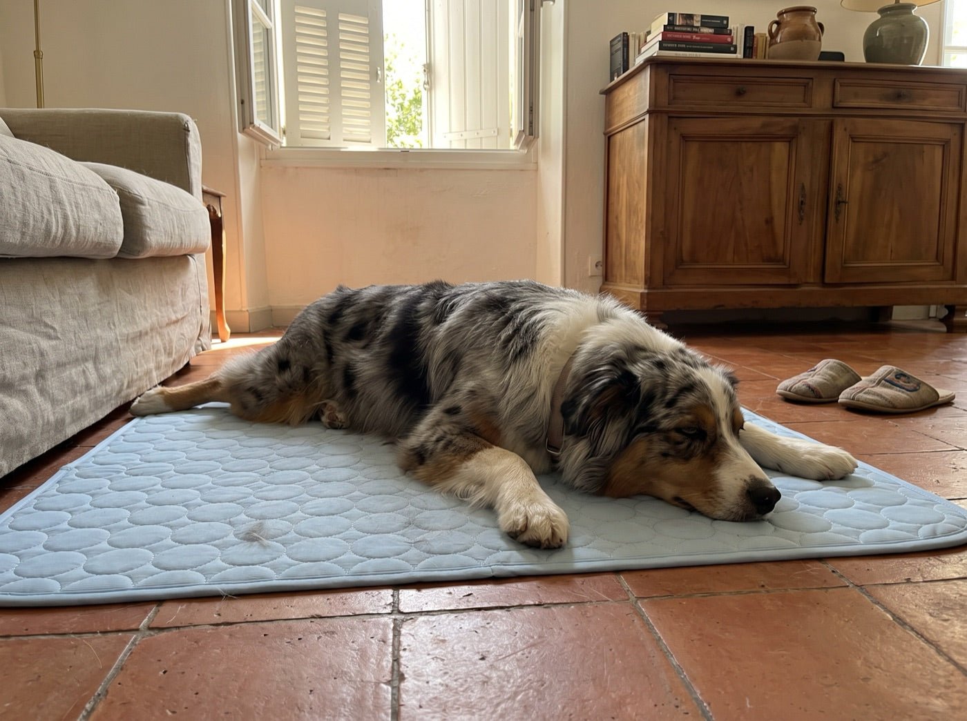 Un berger australien étalé sur le tapis rafraîchissant Nichette