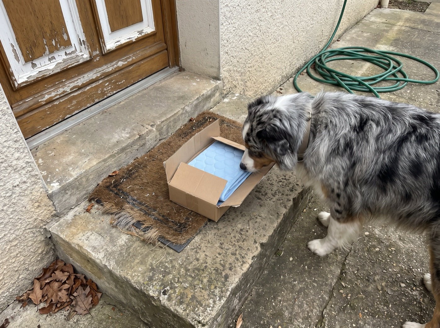 Un colis ouvert sur le pas de la porte, le tapis à l'intérieur, un chien qui le renifle
