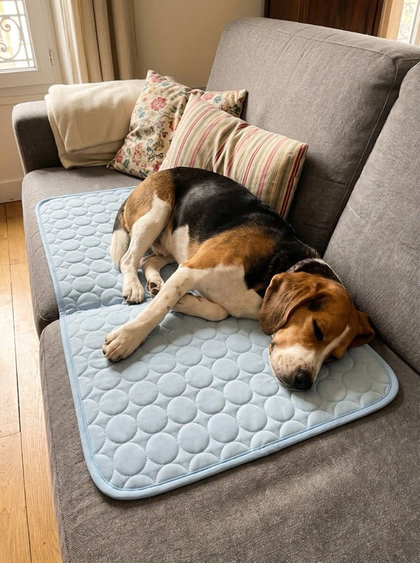 Avis de Annie — chien sur le tapis rafraîchissant Nichette