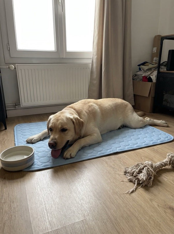 Avis de Jean-Marc — chien sur le tapis rafraîchissant Nichette