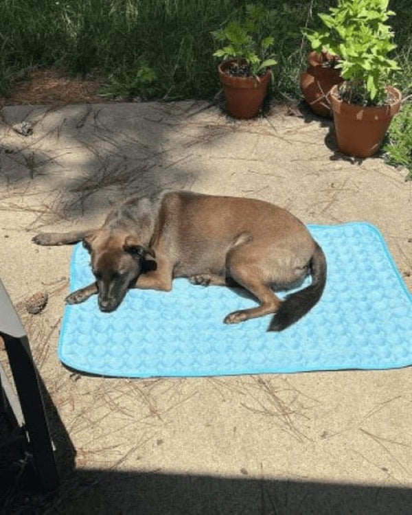 Avis de Alain — chien sur le tapis rafraîchissant Nichette