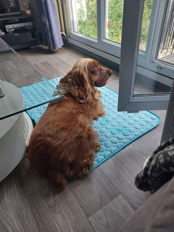 Avis de Thierry — chien sur le tapis rafraîchissant Nichette