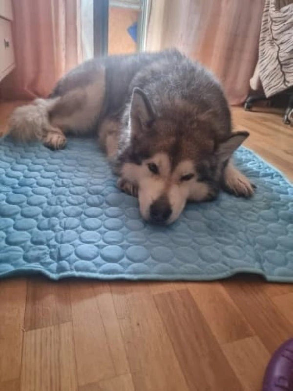 Avis de Nathalie — chien sur le tapis rafraîchissant Nichette