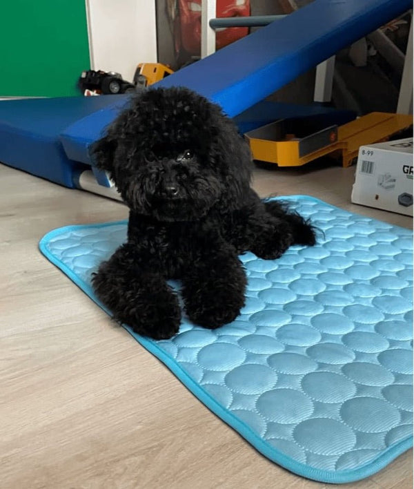 Avis de Monique — chien sur le tapis rafraîchissant Nichette