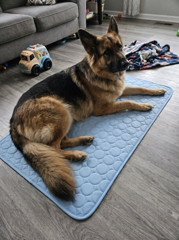 Avis de Jacqueline — chien sur le tapis rafraîchissant Nichette