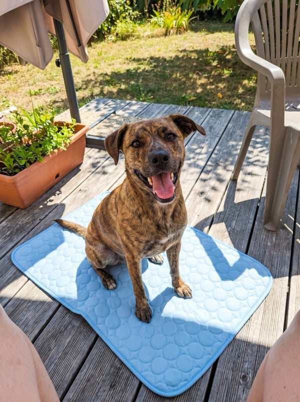 Avis de Patricia — chien sur le tapis rafraîchissant Nichette