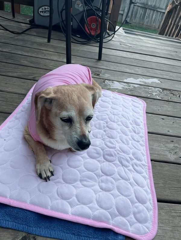 Avis de Danielle — chien sur le tapis rafraîchissant Nichette