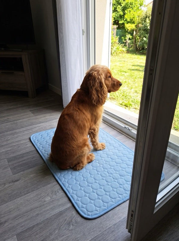 Avis de Michèle — chien sur le tapis rafraîchissant Nichette