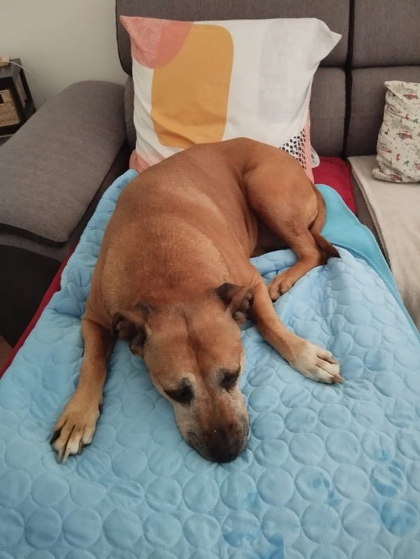 Avis de Françoise — chien sur le tapis rafraîchissant Nichette