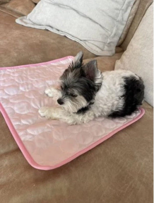 Avis de Chantal — chien sur le tapis rafraîchissant Nichette